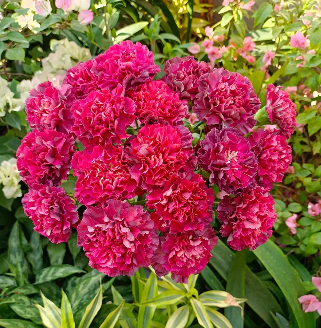 💐Dvojitý klinček — Viac rezu, viac kvitnutia