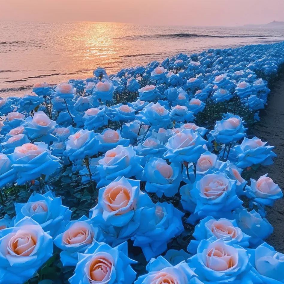 https://img-va.myshopline.com/image/store/1689135872829/-17059928233603.png?w=1080&h=1440