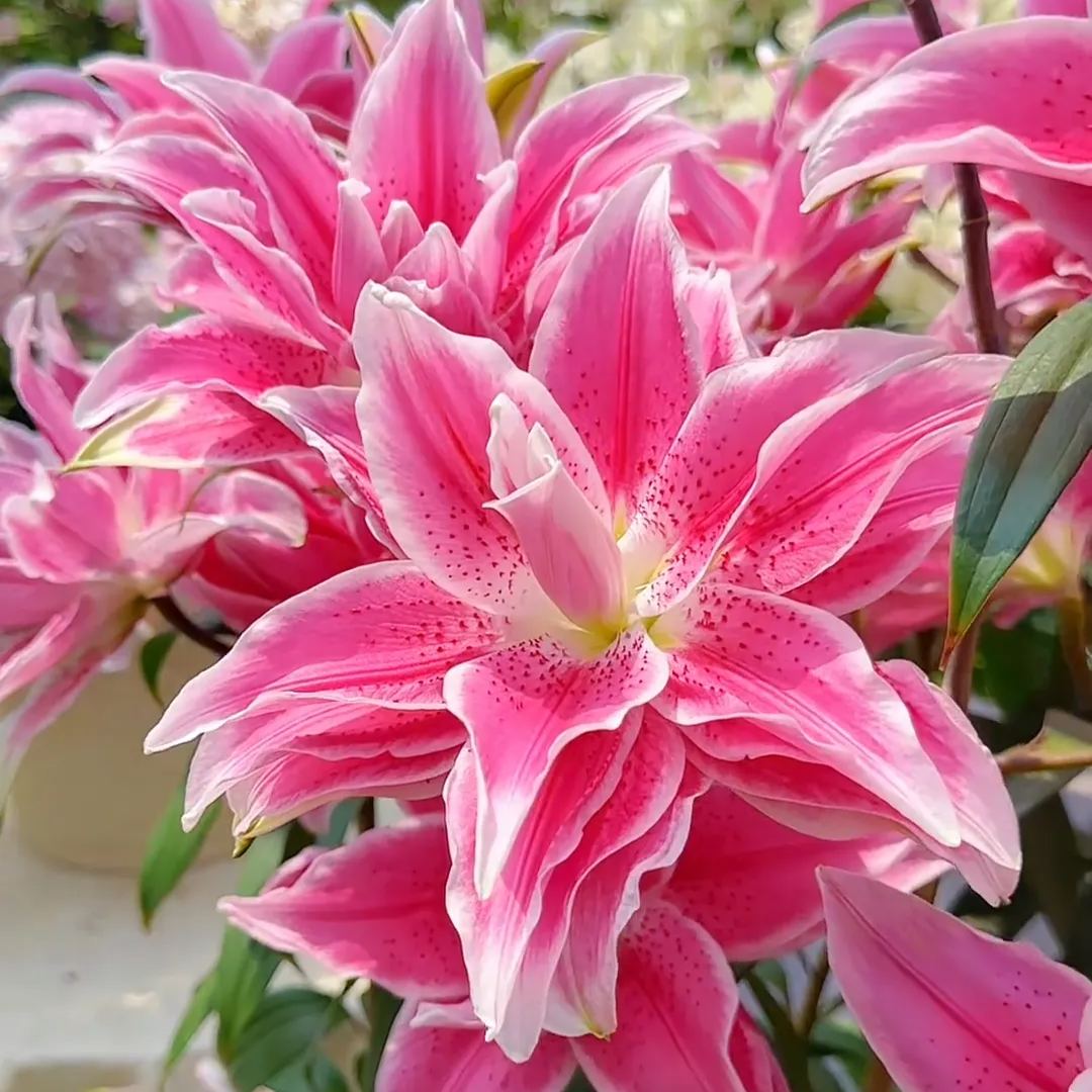 🌺Semená parfumovanej ľalie – svieže a sladké