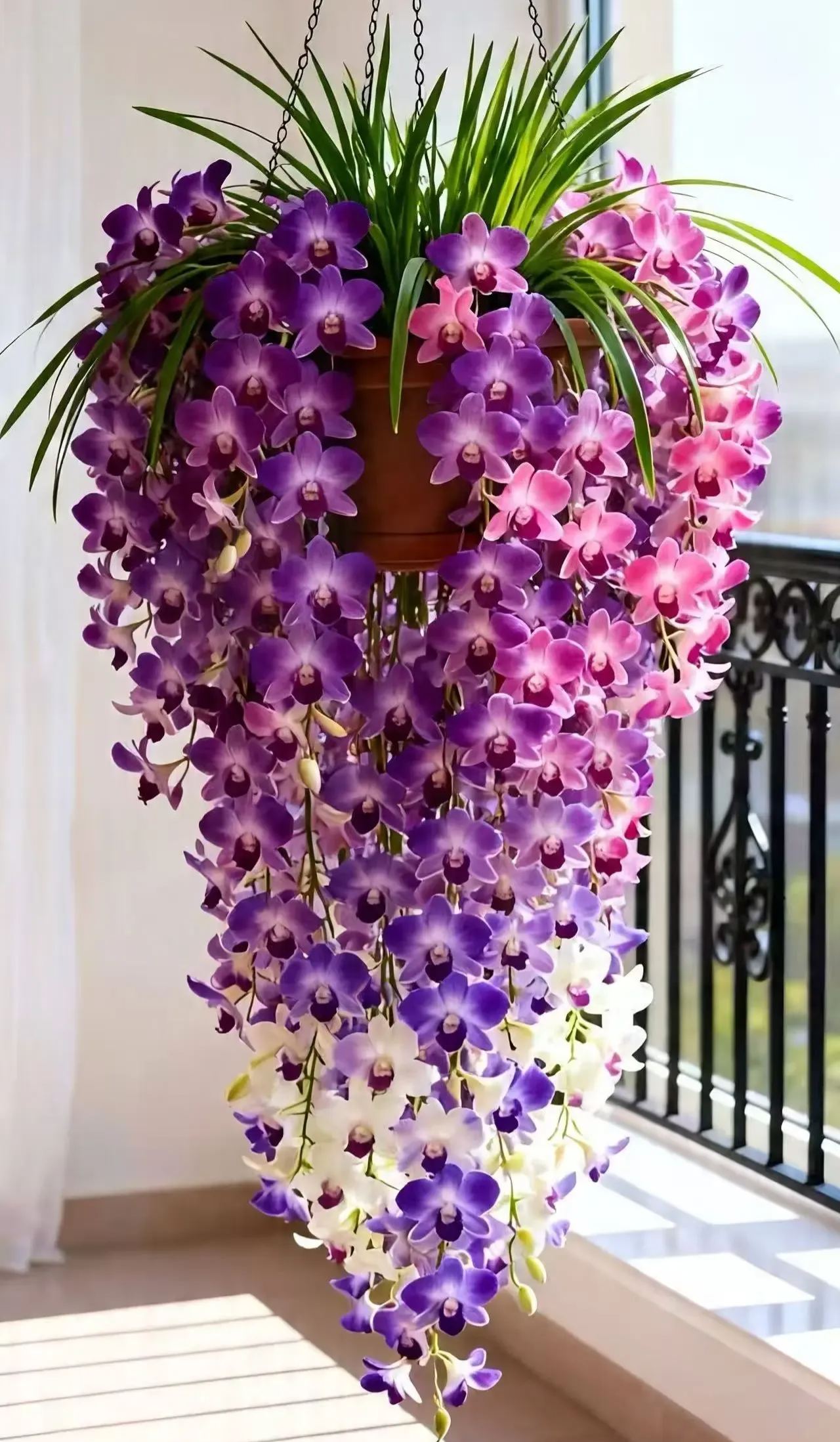 Semená orchidey Dendrobium