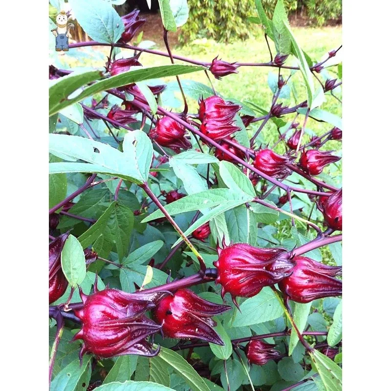 Roselle seeds,Easy to sow – quick to germinate – blooms early – beautiful flowers that are delicious and rich in vitamins.