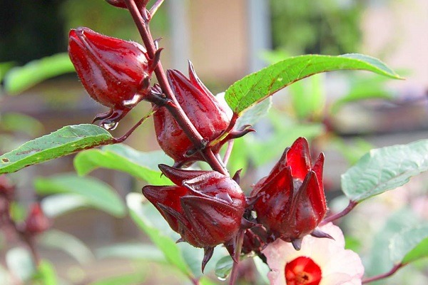 Roselle seeds,Easy to sow – quick to germinate – blooms early – beautiful flowers that are delicious and rich in vitamins.