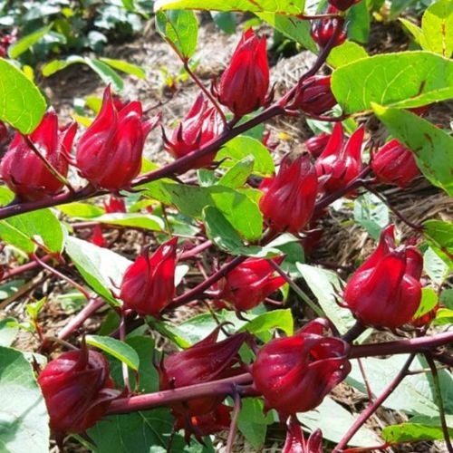 Roselle seeds，Easy to sow – quick to germinate – blooms early – beautiful flowers that are delicious and rich in vitamins.