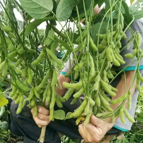 Sójové osivo – osivo s vysokou klíčivosťou, nízkym výskytom škodcov a chorôb a vysokým výnosom.
