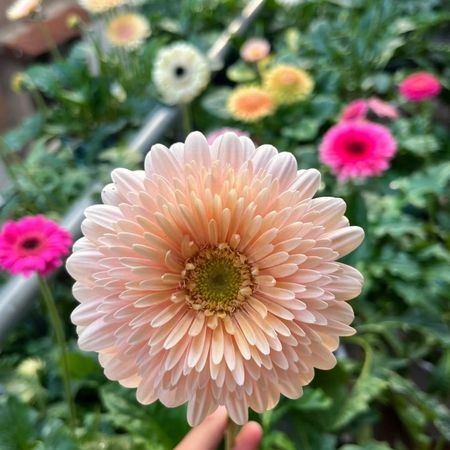 🌸Semená margaréty pyretrum