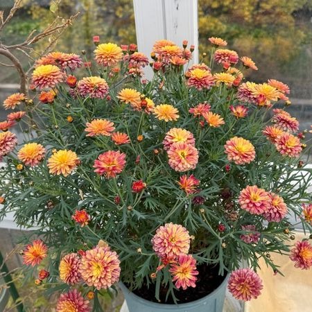 🌸Semená margaréty pyretrum