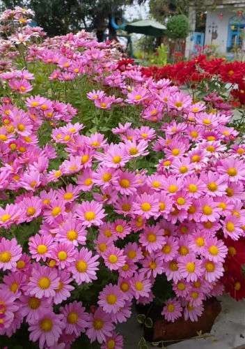 🌸Semená margaréty pyretrum