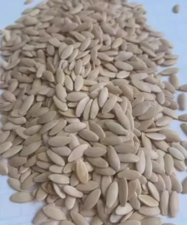 Semená Okurky F1 Superfruit – Hromadné, Vysokovýnosné