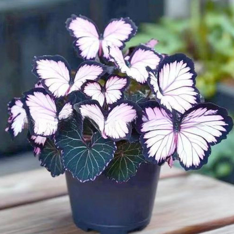 🦋 Семена от цветя с причудлива форма на пеперуда ✨