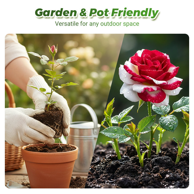 💗【Dvojfarebné červeno-biele semienka ruže】– Jeden kvet, dva druhy romantiky💐. Zaseješ prekvapenie💫, zožneš dvojnásobný prejav lásky!✨💞