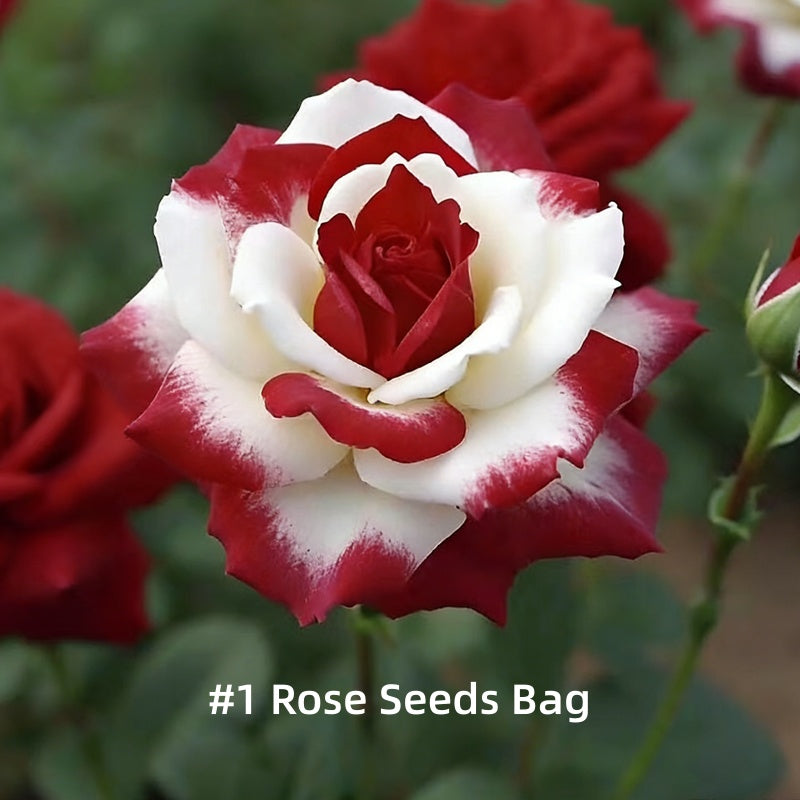 💗【Dvojfarebné červeno-biele semienka ruže】– Jeden kvet, dva druhy romantiky💐. Zaseješ prekvapenie💫, zožneš dvojnásobný prejav lásky!✨💞
