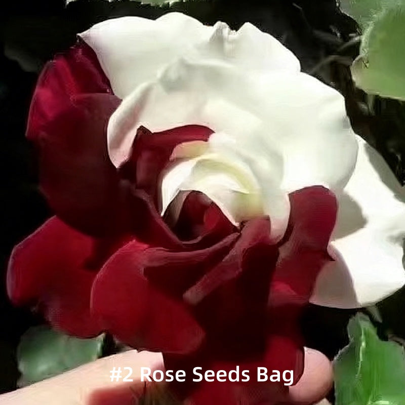 💗【Dvojfarebné červeno-biele semienka ruže】– Jeden kvet, dva druhy romantiky💐. Zaseješ prekvapenie💫, zožneš dvojnásobný prejav lásky!✨💞