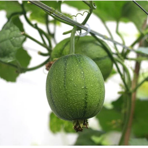 Taiwan Apple PatolaPrémiové semená – Vysoká klíčivosť