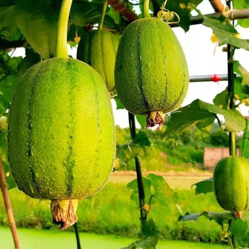 Taiwan Apple PatolaPrémiové semená – Vysoká klíčivosť