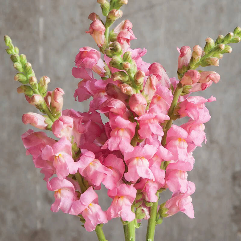 🌸 Levanduľovec (Snapdragon) – kvet, ktorý prináša radosť počas celej sezóny! 🌸