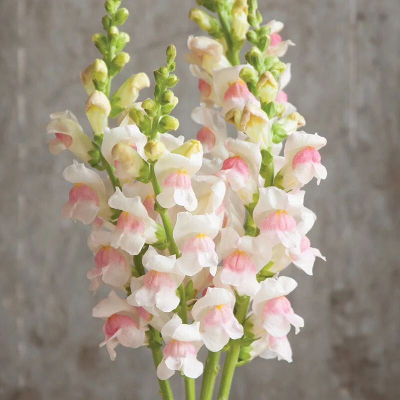 🌸 Levanduľovec (Snapdragon) – kvet, ktorý prináša radosť počas celej sezóny! 🌸