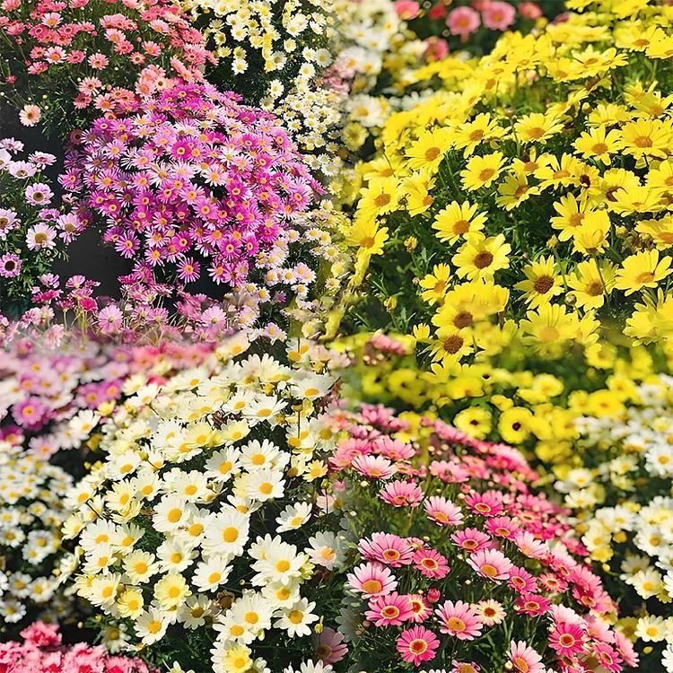 Posledný výpredaj - 50% ZĽAVA🌱 Semienka pyrethrum daisy - rôzne farby