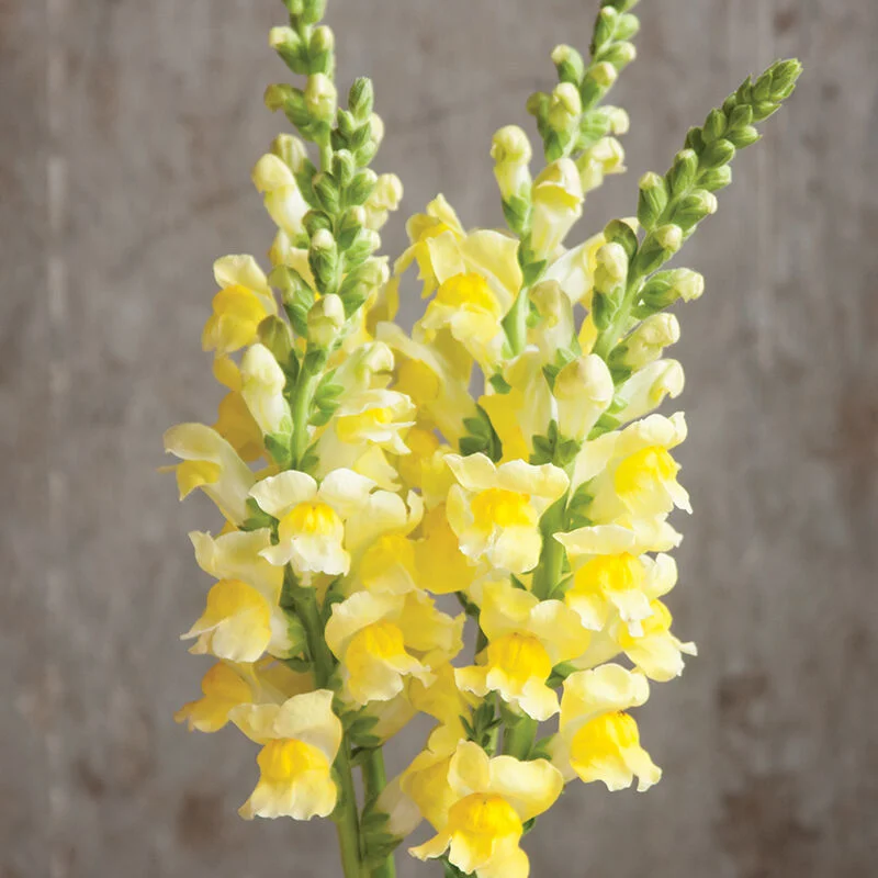 🌸 Levanduľovec (Snapdragon) – kvet, ktorý prináša radosť počas celej sezóny! 🌸