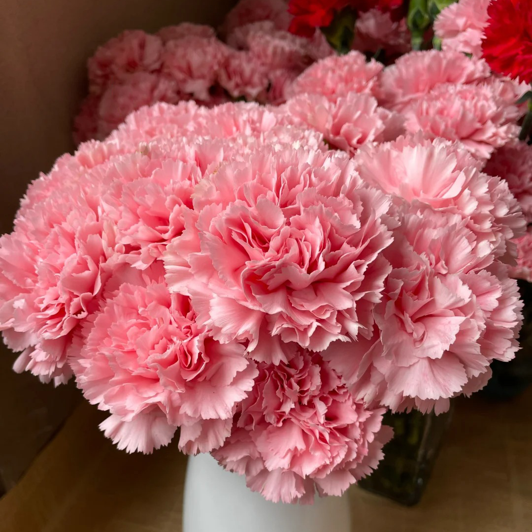🌺Semená dvojitého karafiátu