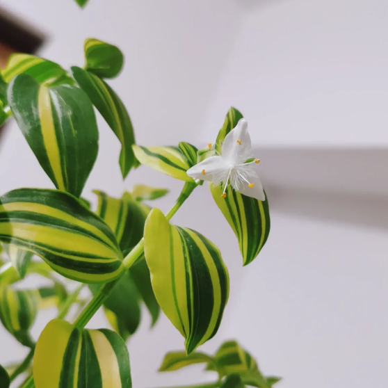 💐Olejomaľba Svadobná orchidea