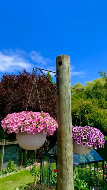 🌸 Petúnia „Sunset“ do závesných košov – kráľovná balkóna v pestrých farbách