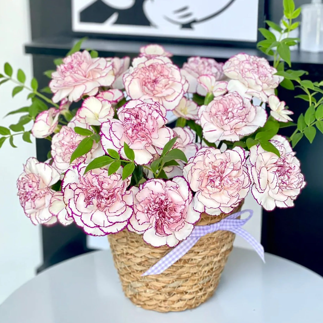 🌺Semená dvojitého karafiátu