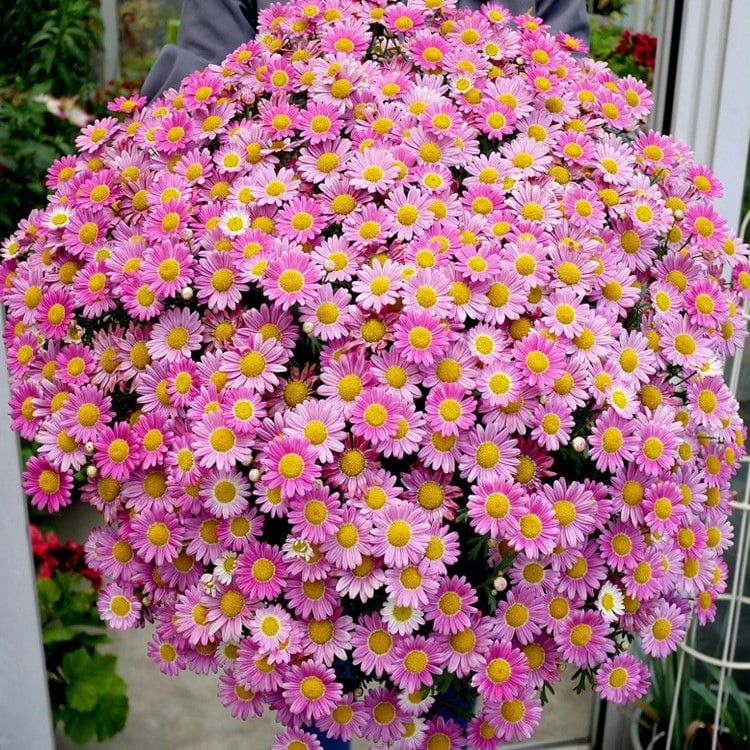 Popular Groundcover-Daisy Seeds