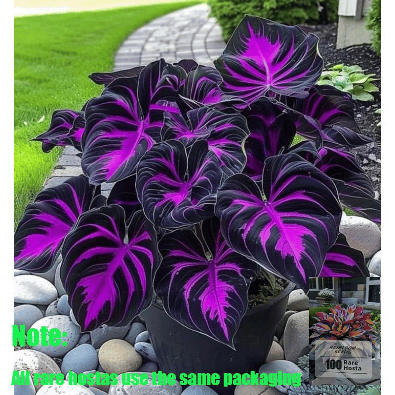 🍃Vzácne semená hosty, ideálne pre trvalky v tieňovej záhrade, okrasné listy, vhodné aj pre vonkajšie použitie.🌿