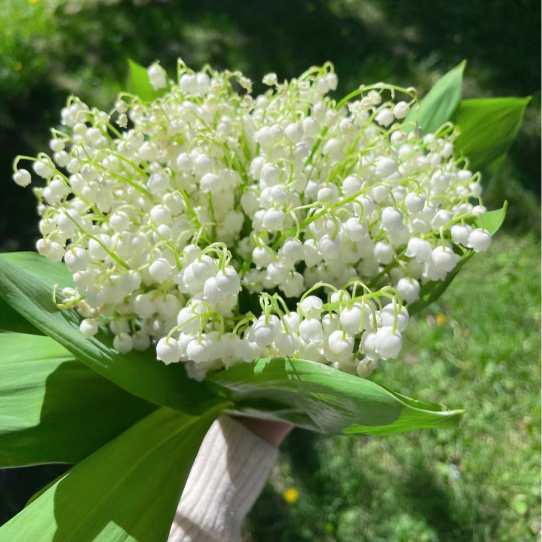 💐Konvalinka – Prichádza šťastie
