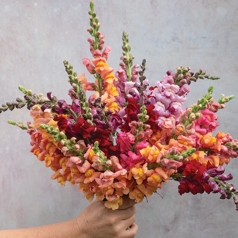 🌸 Levanduľovec (Snapdragon) – kvet, ktorý prináša radosť počas celej sezóny! 🌸