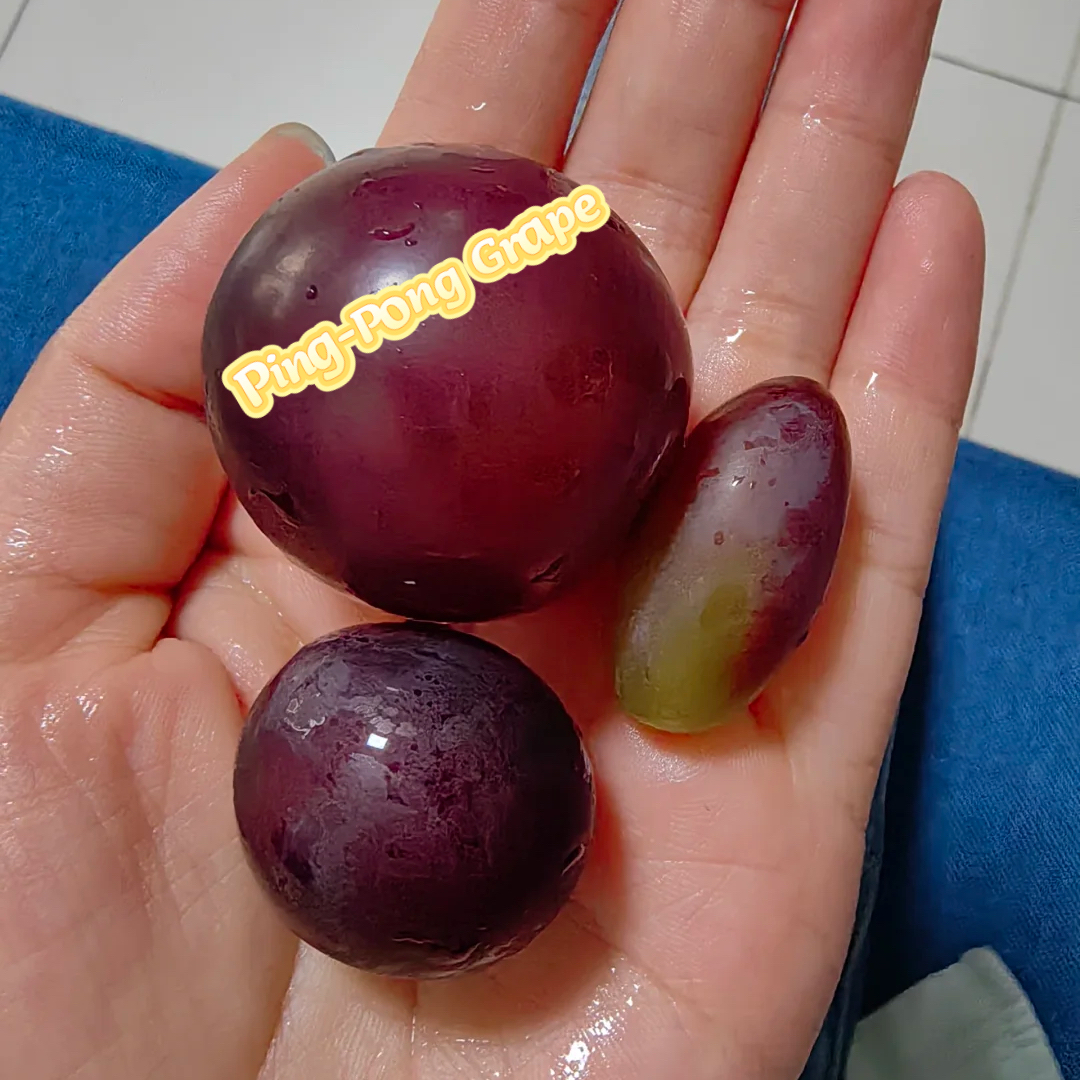 Horúci výpredaj - hroznové semienka Ping🎆Pong🍇