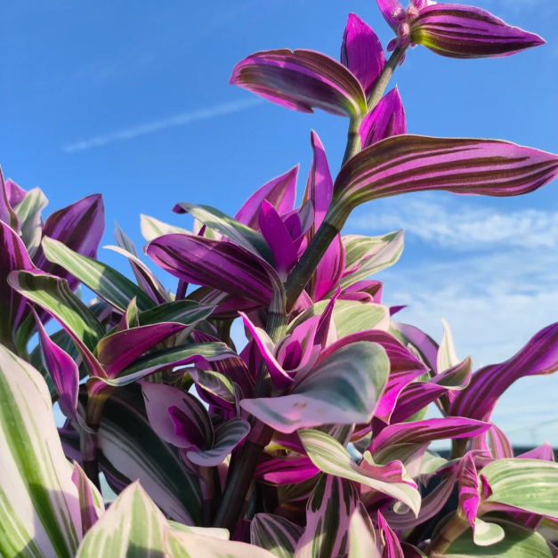 💐Olejomaľba Svadobná orchidea