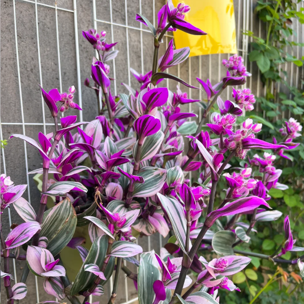 💐Olejomaľba Svadobná orchidea