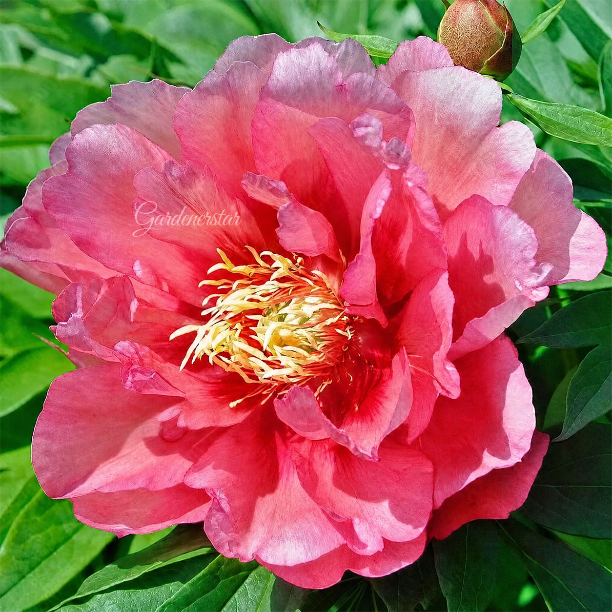 🌸 Semená vzácnej popínavej pivonky. Veľké, plné kvety, odolná trvalka a ľahko pestovateľná obľúbená rastlina v záhradníctve.