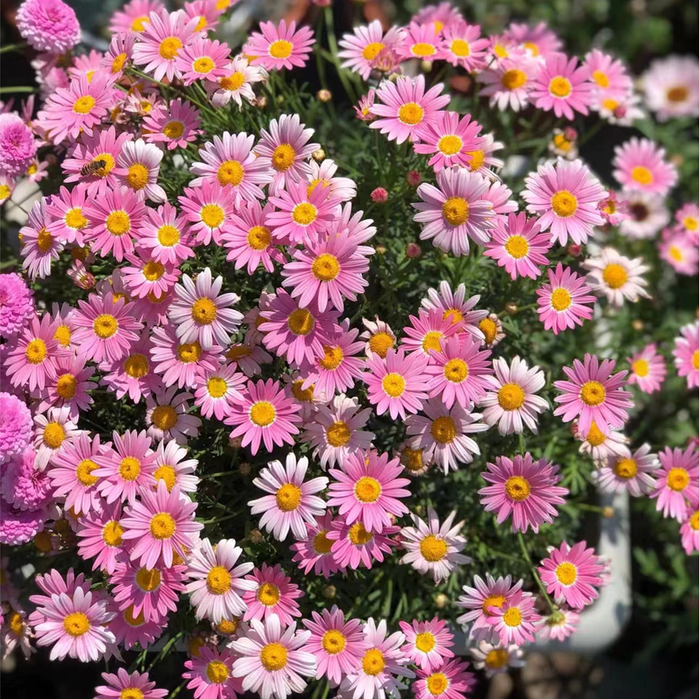 Posledný výpredaj - 50% ZĽAVA🌱 Semienka pyrethrum daisy - rôzne farby