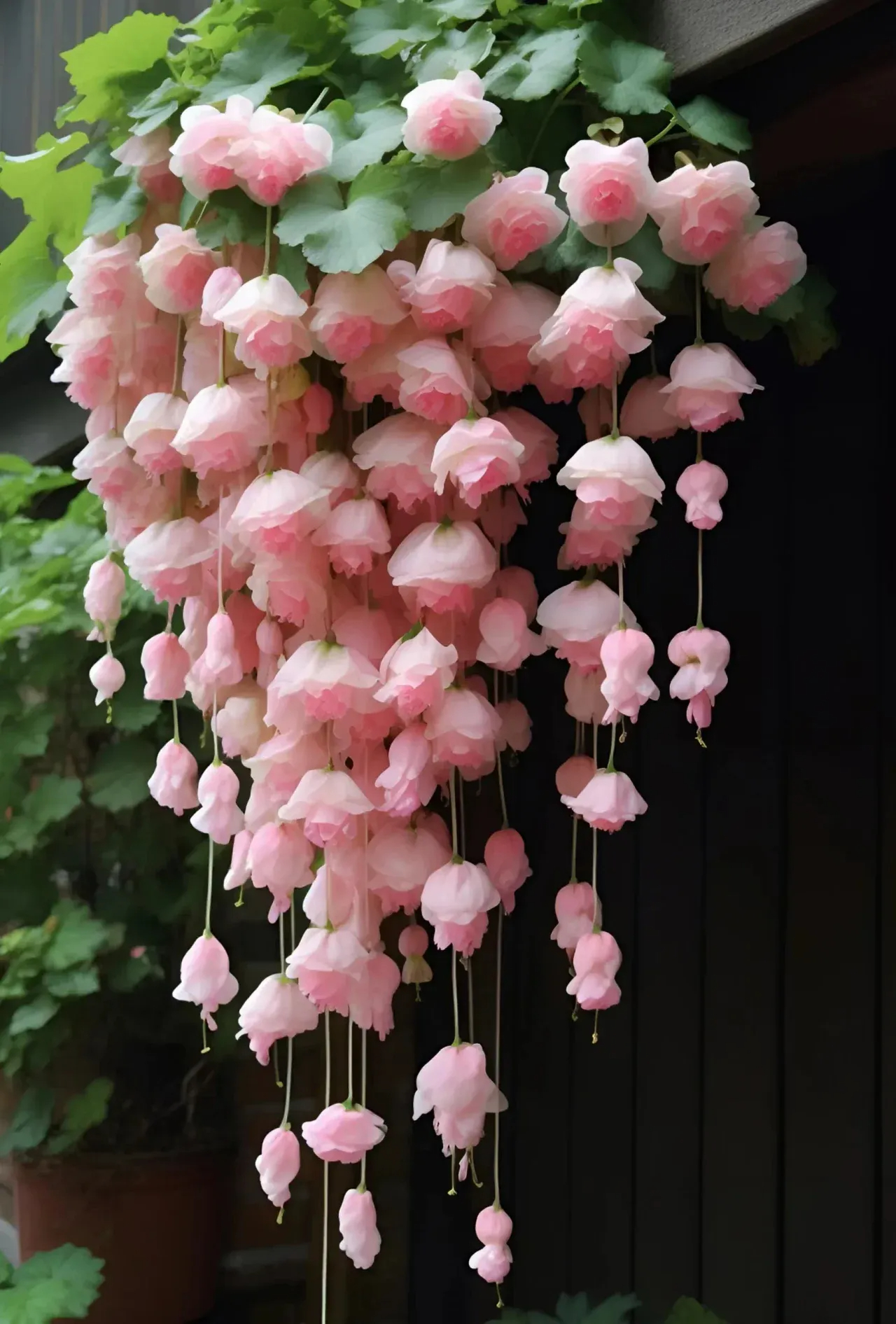 🌸 Семена от бегония — лесни за отглеждане и поддръжка, декоративни през всички сезони. Придайте блясък на вашата градина.