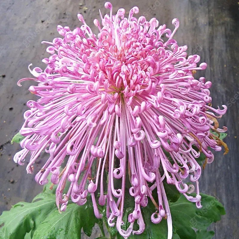 🔥Výpredaj🌸Semená chryzantémy Royal Spider