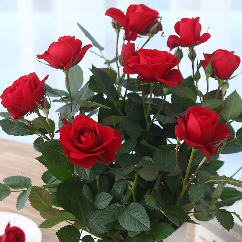 🎉40% OFF💐Krásne mini semienka ruží