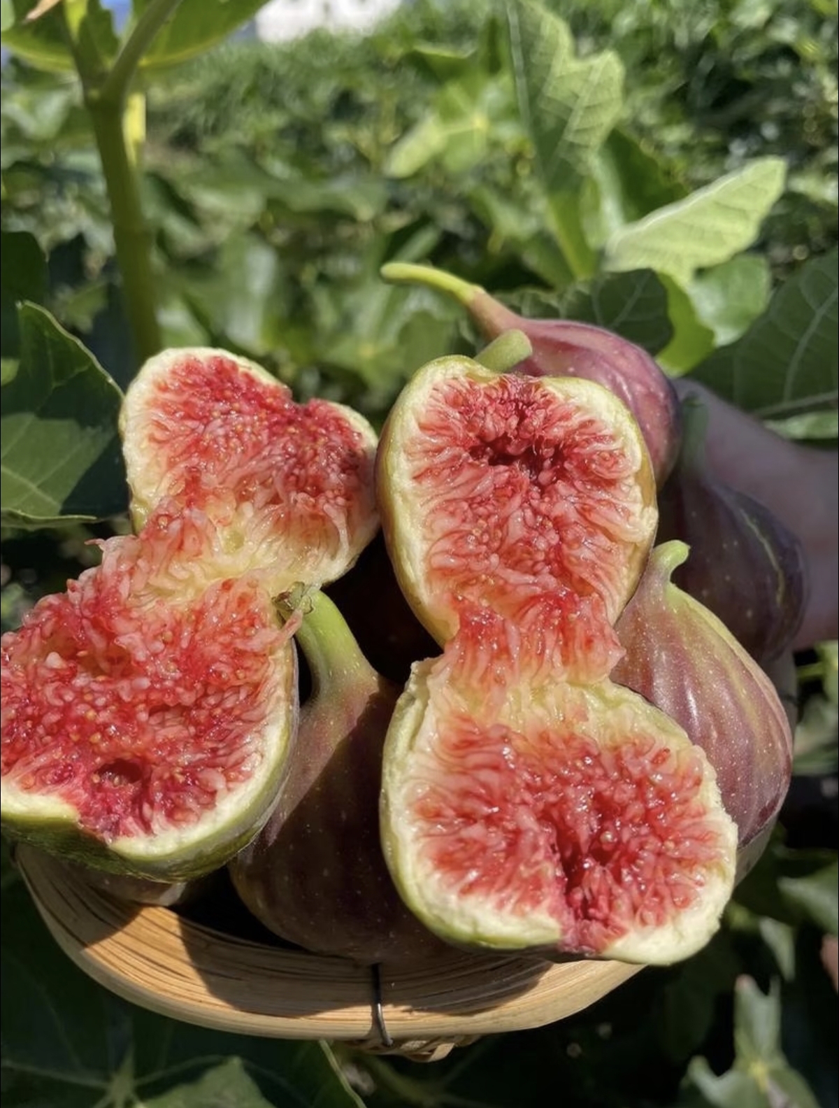 🔥 Výpredaj so zľavou 49 % 🔥 Semená figovníka Mission Fig (Ficus carica) – odolné, ľahké na pestovanie, bohatá úroda