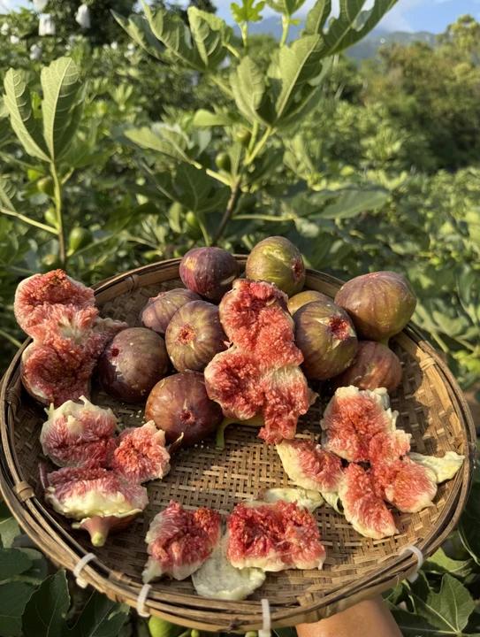 🔥 Výpredaj so zľavou 49 % 🔥 Semená figovníka Mission Fig (Ficus carica) – odolné, ľahké na pestovanie, bohatá úroda