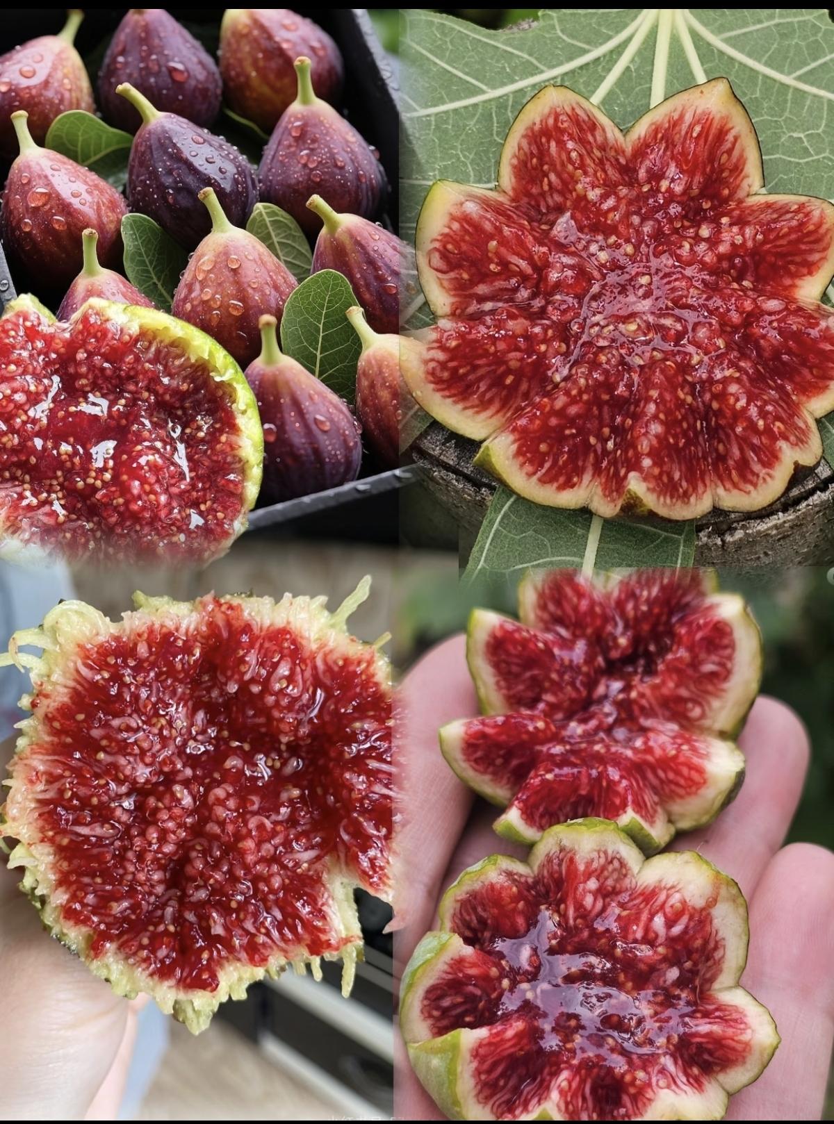 🔥 Výpredaj so zľavou 49 % 🔥 Semená figovníka Mission Fig (Ficus carica) – odolné, ľahké na pestovanie, bohatá úroda