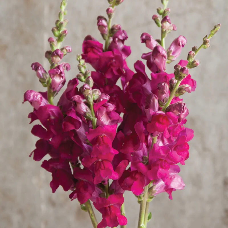 🌸 Levanduľovec (Snapdragon) – kvet, ktorý prináša radosť počas celej sezóny! 🌸