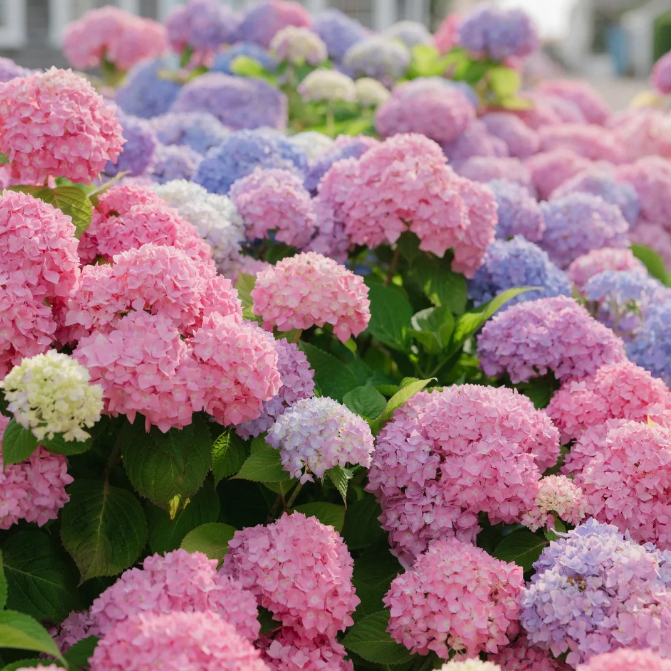 🌸 Hortenzia — Kvitnúca romantika počas celej sezóny!