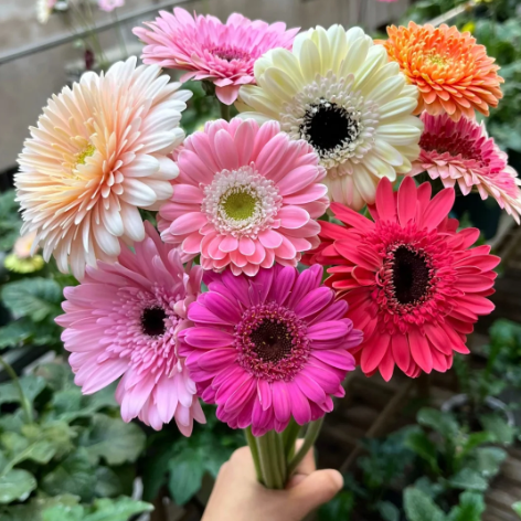 🌼Семена от гербери с различни цветове