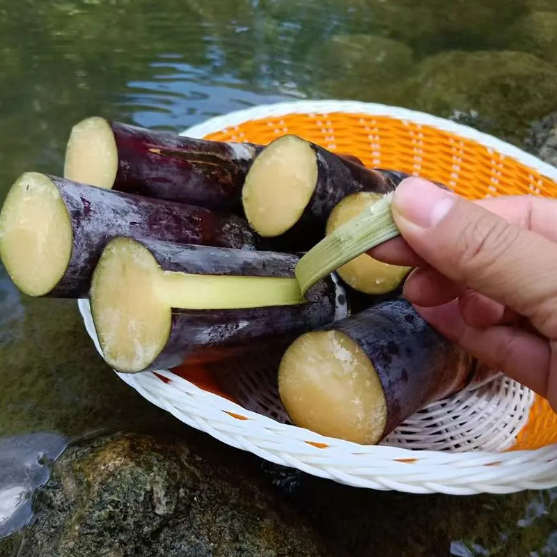 🌱Vypestujte si vlastnú cukrovú trstinu – semená s vysokou klíčivosťou ✨ pre jednoduchú domácu záhradu🌿!