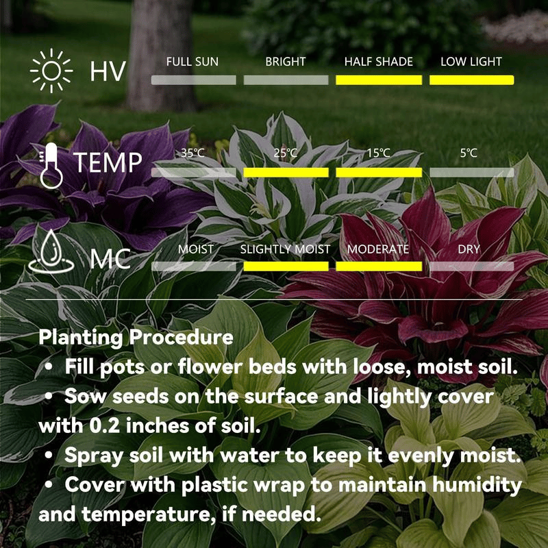 🍃Vzácne semená hosty, ideálne pre trvalky v tieňovej záhrade, okrasné listy, vhodné aj pre vonkajšie použitie.🌿