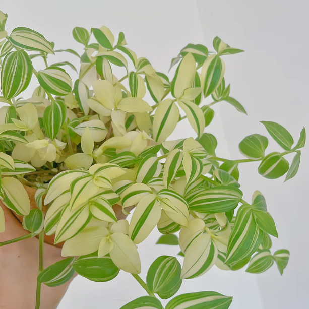 💐Olejomaľba Svadobná orchidea