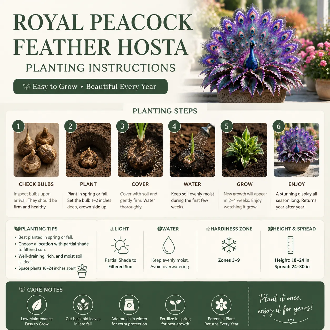 🦚Hosta Royal Peacock Feather – vzácna záhradná kráska, ktorú si každý všimne