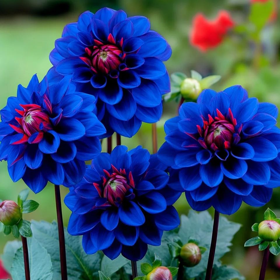 🌸✨ Speckled Dahlia Seeds