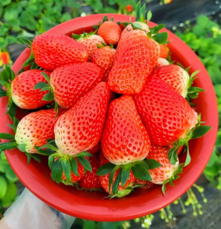 Super sladké jahodové semienka v tvare čili papričky 🍓